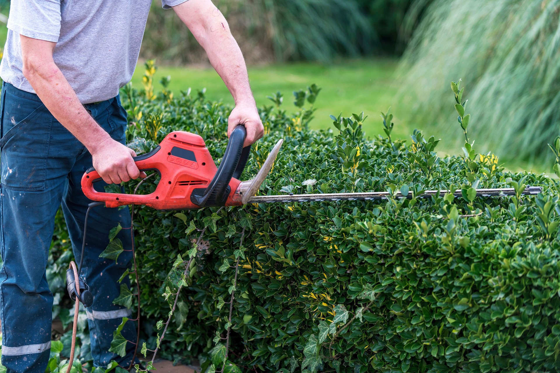 Gardener pruning bushes with chainsaw in garden